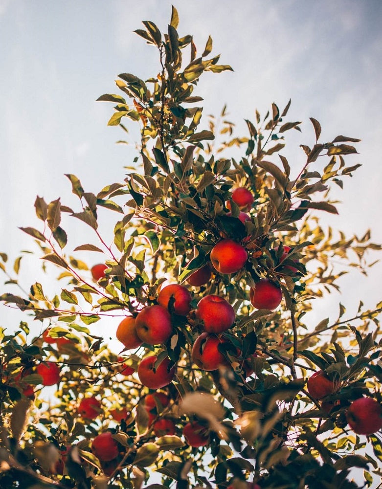 Apple tree from the Chateau de Sassy orchard