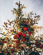 Apple tree from the Chateau de Sassy orchard